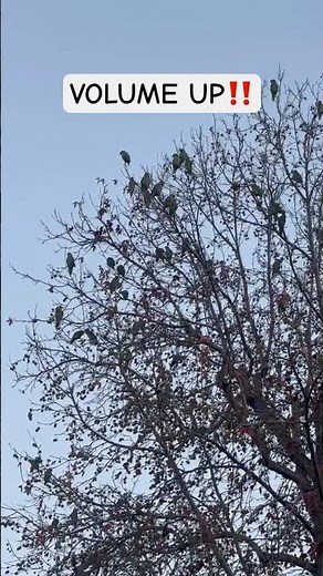 Red-Crowned Amazon Parrot 🦜 #parrot