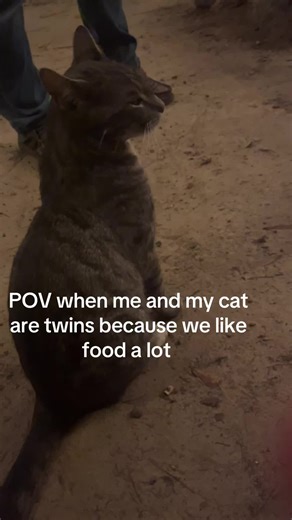 Send this to your twin#fyp | cat