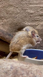 It’s small creature Sunday! 🐭 Meet the Spiny Mouse 🤗 These small rodents are found in Africa, the Middle East, and Southern Asia. They are called spiny mice because of the spiny hairs on their back. They live in rocky areas, like rock canyons, kopjes, near cliffs, and in the crevices of buildings. You can see these adorable small creatures in our small mammals building next to the merry-go-round 🎠 #sundayfunday #visitthezooin2022 #familyfun #westvalleyaz | Wildlife World Zoo