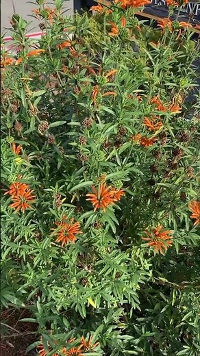Leonotis leonuris - Lions Tail pruning tips 🌿! #leonotisleonuris #lionstail #gardening