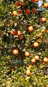 RTA English on Reels