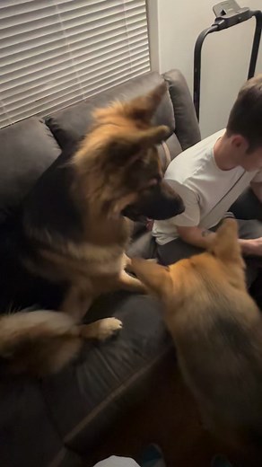 Pedro learning he’s a poppa🥰🥰🥰 @Jennifer Aven White @Justin White | Alpine German Shepherds, LLC