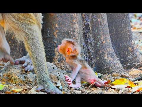 Day 25: Mama Starts Teaching Baby to Walk Step by Step