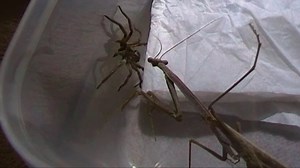 Wolf Spider vs Praying Mantis