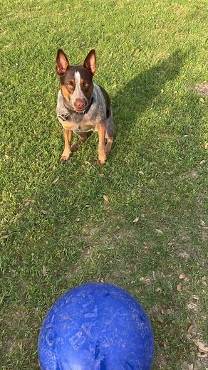 Herding Ball for Blue Heeler Training | Must-Have for Energetic Dogs