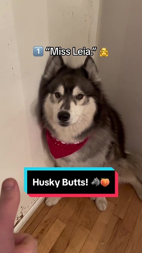 Understanding the Siberian Husky Breed Through Siberian Derpskies