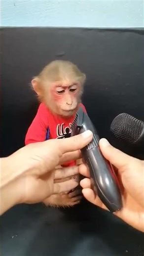 Shave the cat's hair