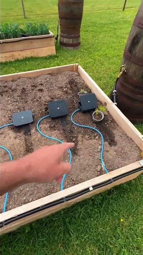 Automate raised beds with gravity, an AQUAbox Spyder, AQUAbox Straight and whiskey barrels!