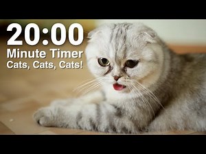 20 Minute Timer 🐈 Cats, Cats, and More Cats | With Jazz Music