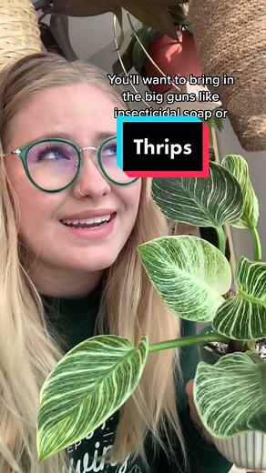 Identifying and Treating Thrips Infestation on Houseplants