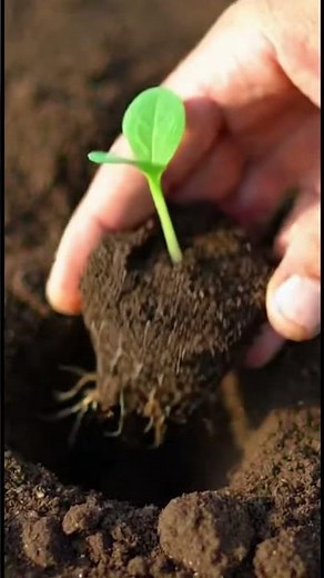 Automated Seedling Transplanter | @FarmAutomationLab