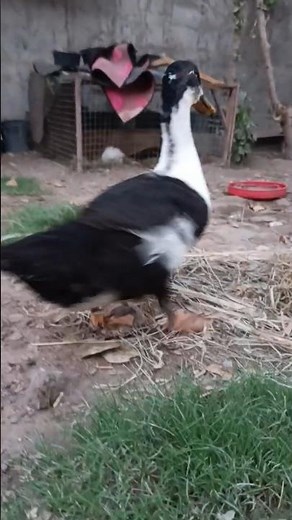 Funny Duck Walking to the Beat 🦆🎶