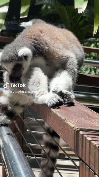 Exploring the Life of a Lemur Troop