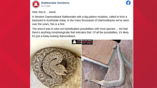 'Funky-looking diamondback' found in Scottsdale backyard
