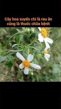 The *Dendrobium nobile* plant is used as a vegetable and medicinal herb. #vietnamese_herbs