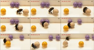 Bumble Bees Like To Play With Toys Too!