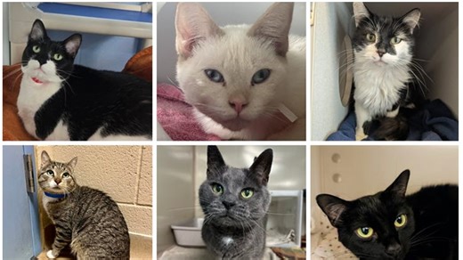 Wisconsin Humane Society asks for help after surrender of 47 cats from single home