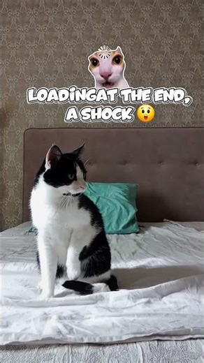 A very angry cat.My funny cat didn't want to take off his #trend #shortsviral #catshorts #shortvideo