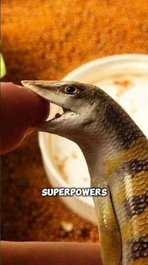 The Sandfish: Nature's Real-Life Sand Swimmer⁉️