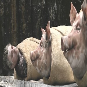 Top movie netflix 2023 | Natural Development