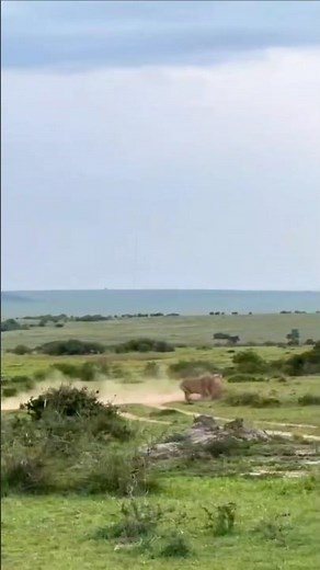 Lions on the Hunt | Powerful Group Chase and Successful Capture | Wildlife Education | #wildlife