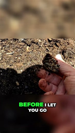 Why Eggshells Don't Break Down: Quick Facts