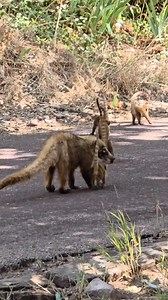 More coati cuteness! I spent a couple hours watching these adorable coatis yesterday and these babies keep their mamas busy. #coatimundi #socute #toocute #wildanimals #babyanimals #mischievous #Arizona #momlife #outdoorfun #naturevideo #naturelovers #outwest | Stacy Outdoors