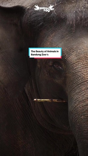 Explore the Beauty of Animals at Bandung Zoo