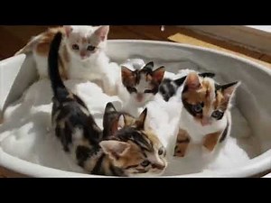 「可愛い猫たちの癒しの瞬間集🐾 | 癒される猫動画コンピレーション」