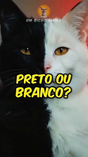 Black Cats vs. White Cats: Which is More Special?