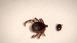 Reist auf Vögeln aus Afrika ein - Das macht die Riesenzecke Hyalomma so gefährlich