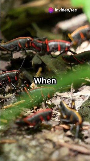 Exploding Ants Are Real?! 🐜💥 #WildNature