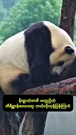 မိုးရွာရင် တိရိစ္ဆာန်တွေ ဘယ်လိုတုံ့ပြန်လဲ