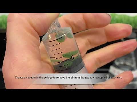 Floating spinach discs - Photosynthesis demonstration