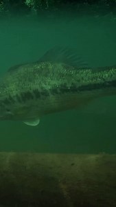 Green Pumpkin / Black Blue Laminate 🎣🔥 (Available Now) ‼️ #whatyoufishmatters Now added to some of our most popular baits, this proven color combo delivers a fresh look with the same fish-catching actions you love. Perfect for when you want natural tones with a touch of contrast to trigger more bites. #yamamotobaits #senko | Yamamoto Baits