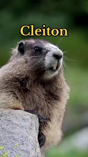 Marmota Falando Nomes de Cleiton e Outros