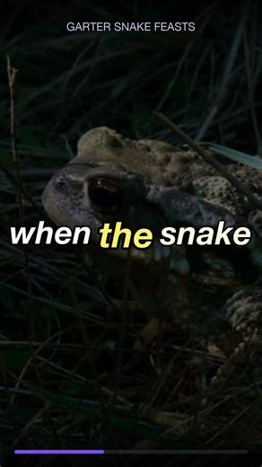 Garter Snake Eats Toad 3x Its Size #Shorts