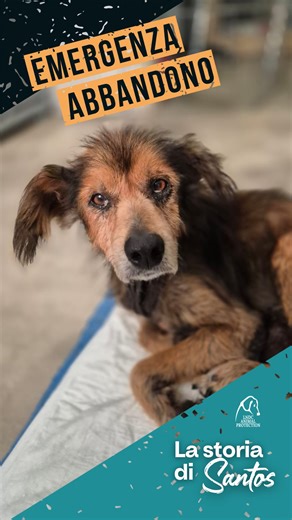 3.9K reactions · 156 comments | Santos era solo. Abbandonato su una...