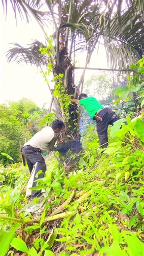 #pyp #nature #jalanyangjauhjanganlupapulang #petanikaret #petanimuda #satisfying #hutan #pypy