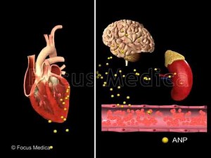The heart and its chambers - Animated Atlas of Atrial Fibrillation