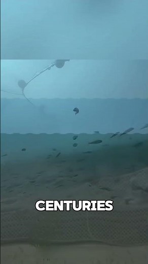 The Fishing Method That Destroys Oceans #shorts #animals #wildlife