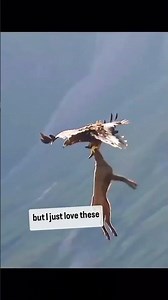 Eagle Grabs Full Deer and...Flies Away With It???