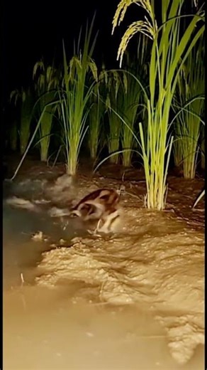 Python Hunts Rat in the Dark… Silent but Deadly 🐍🌙