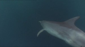 Dolphin Eating Fish Stock Footage Video (100% Royalty-free) 5786321 | Shutterstock