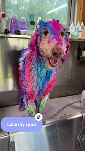 Summer Color Creative Grooming for Standard Poodle Luna