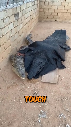 22K views · 249 reactions | He Turned into a Crocodile  | History Facts | Facebook