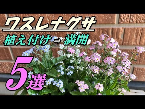 【花】ワスレナグサの育て方・植え付け
