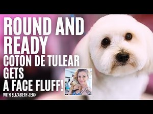 How To - Coton De Tulear (Big Round Face)
