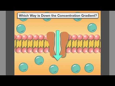 Concentration Gradient