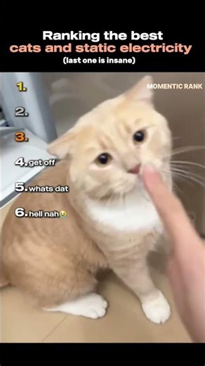 Ranking the best cats and static electricity